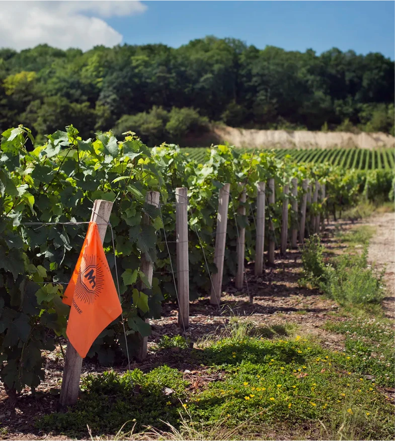 Champagne M.Hostomme